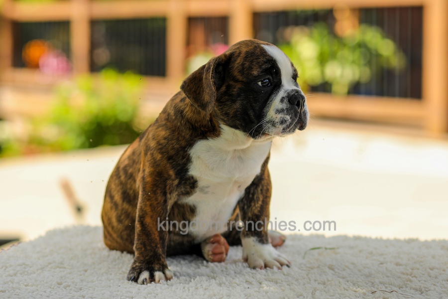 Gunner - Brindle/White Image of Gunner - Brindle/White, a French Bulldog puppy