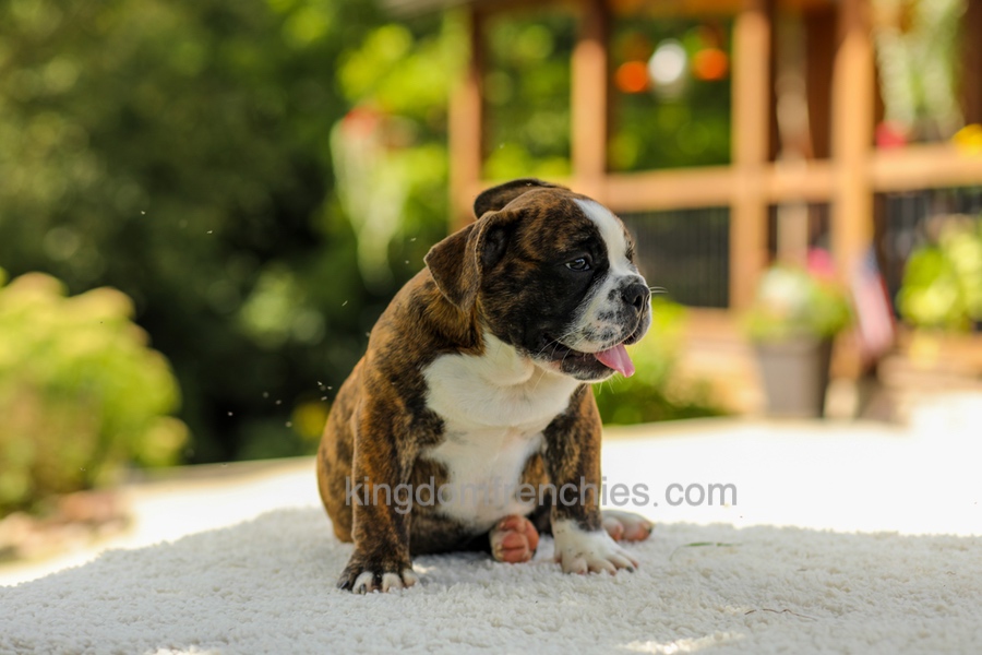 Gunner - Brindle/White Image of Gunner - Brindle/White, a French Bulldog puppy
