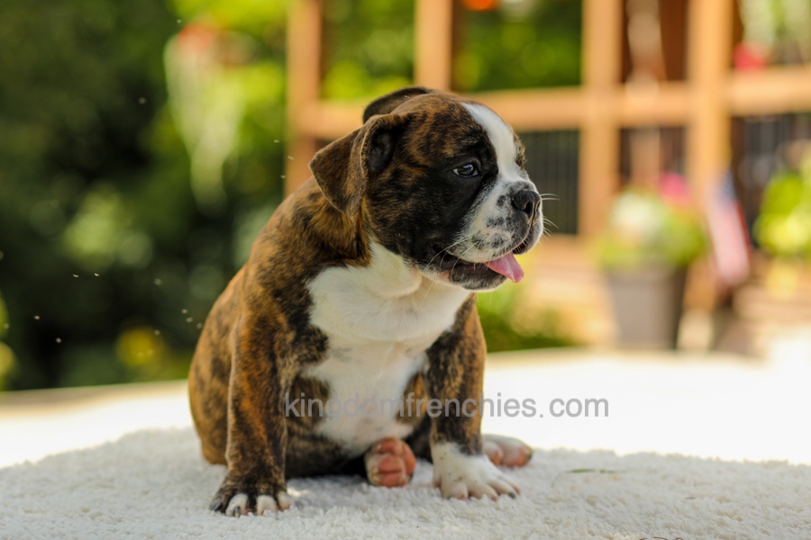 Gunner - Brindle/White Image of Gunner - Brindle/White, a French Bulldog puppy
