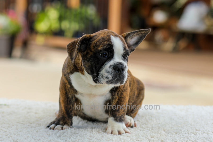 Gunner - Brindle/White Image of Gunner - Brindle/White, a French Bulldog puppy