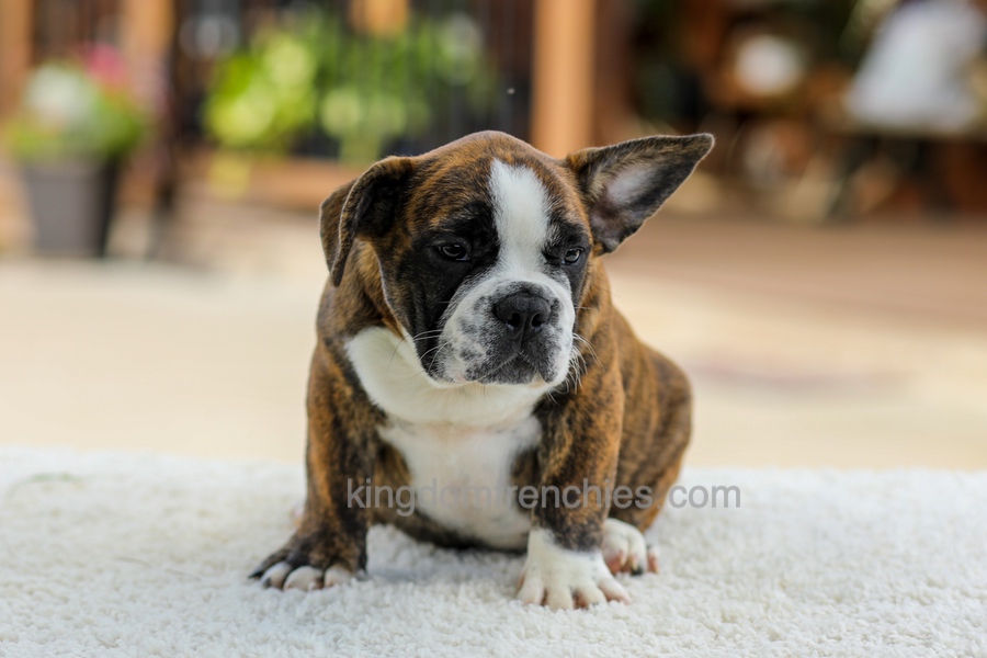 Gunner - Brindle/White Image of Gunner - Brindle/White, a French Bulldog puppy