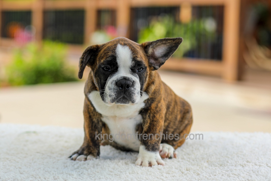 Gunner - Brindle/White Image of Gunner - Brindle/White, a French Bulldog puppy