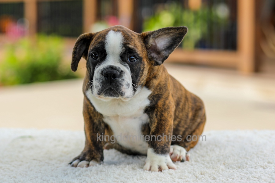 Gunner - Brindle/White Image of Gunner - Brindle/White, a French Bulldog puppy