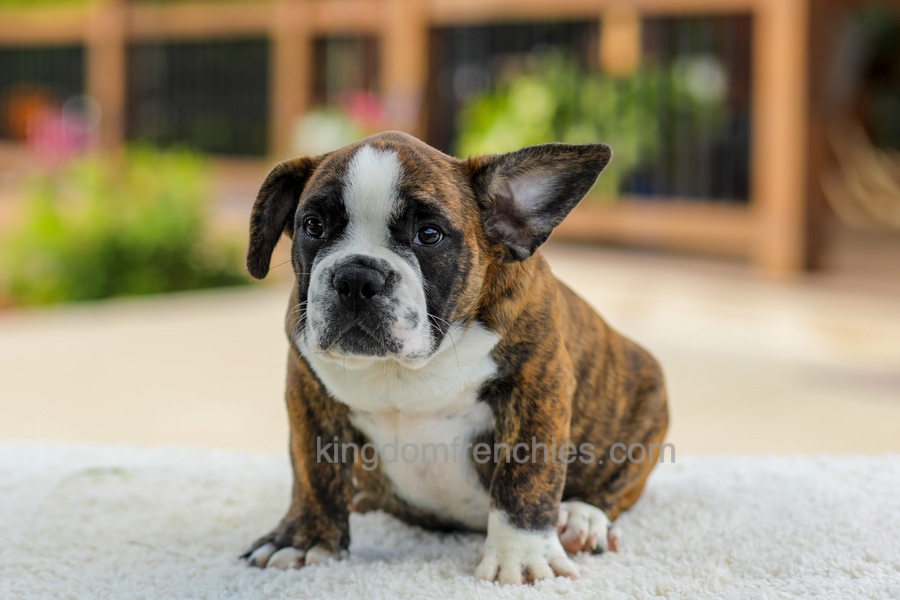 Gunner - Brindle/White Image of Gunner - Brindle/White, a French Bulldog puppy