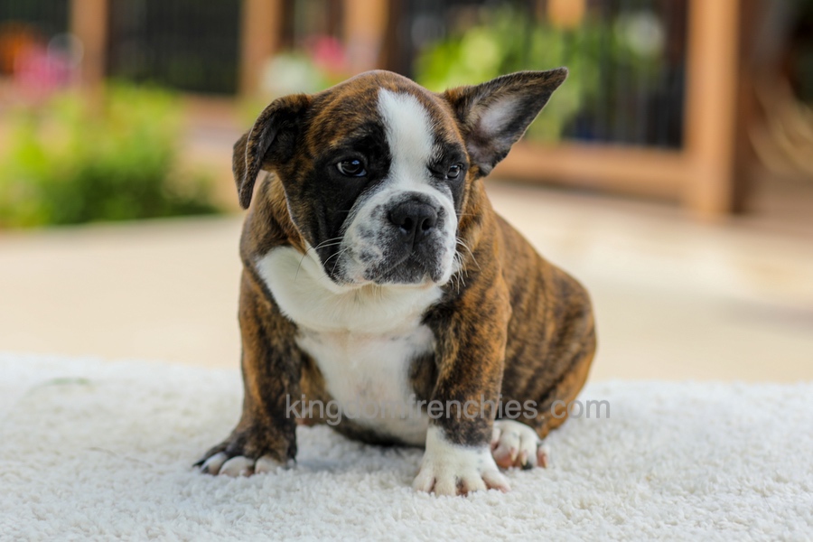 Gunner - Brindle/White Image of Gunner - Brindle/White, a French Bulldog puppy