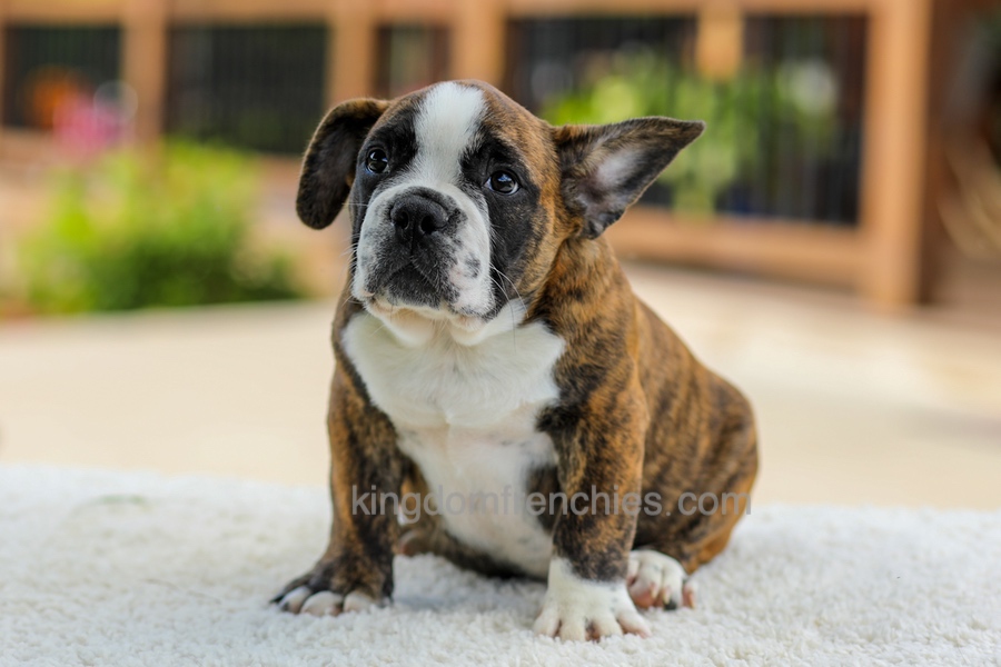 Gunner - Brindle/White Image of Gunner - Brindle/White, a French Bulldog puppy