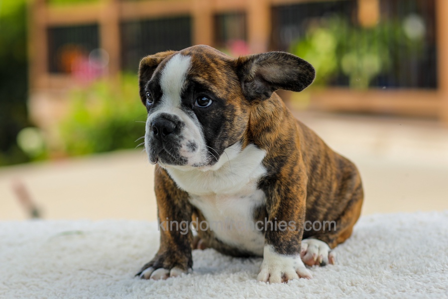 Gunner - Brindle/White Image of Gunner - Brindle/White, a French Bulldog puppy