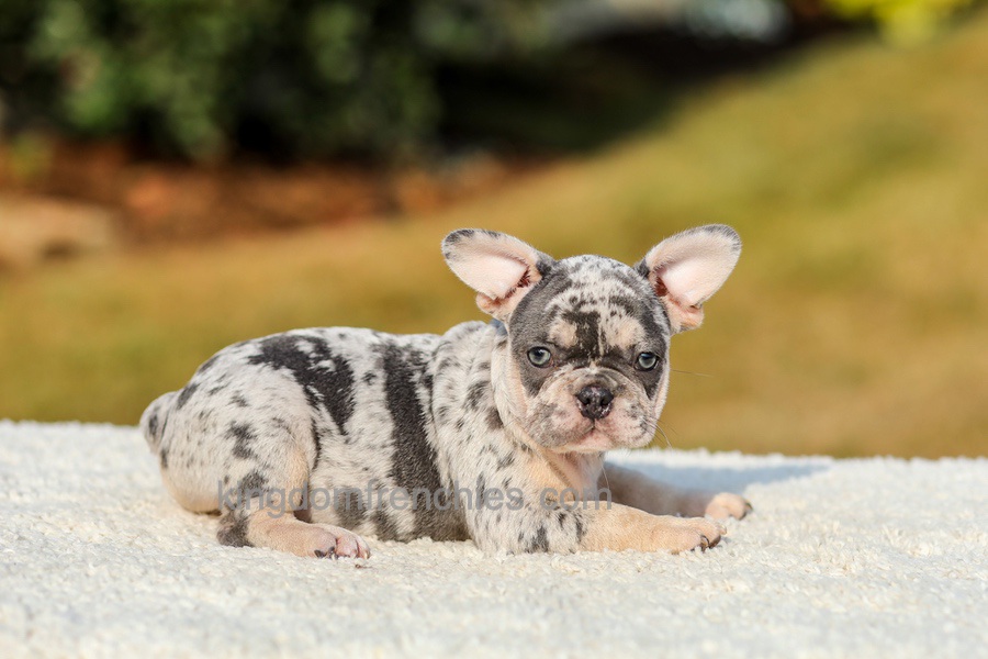 Ike - Blue Merle Image of Ike - Blue Merle, a French Bulldog puppy