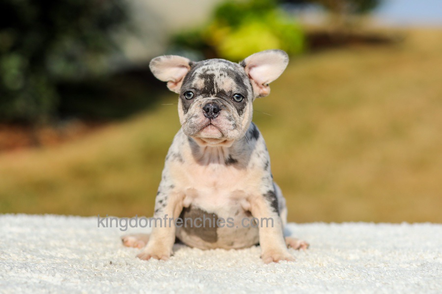 Ike - Blue Merle Image of Ike - Blue Merle, a French Bulldog puppy