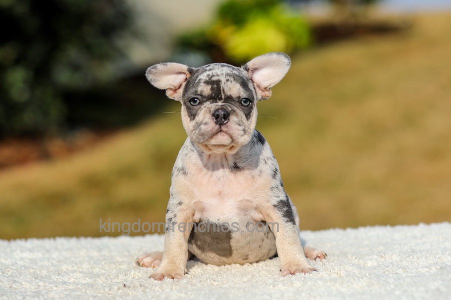 Ike - Blue Merle Image of Ike - Blue Merle, a French Bulldog puppy