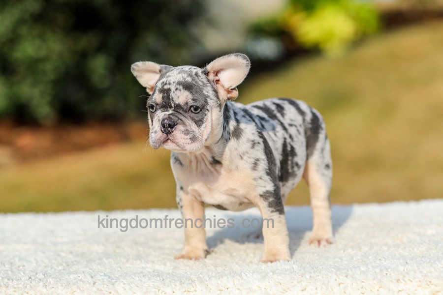 Ike - Blue Merle Image of Ike - Blue Merle, a French Bulldog puppy