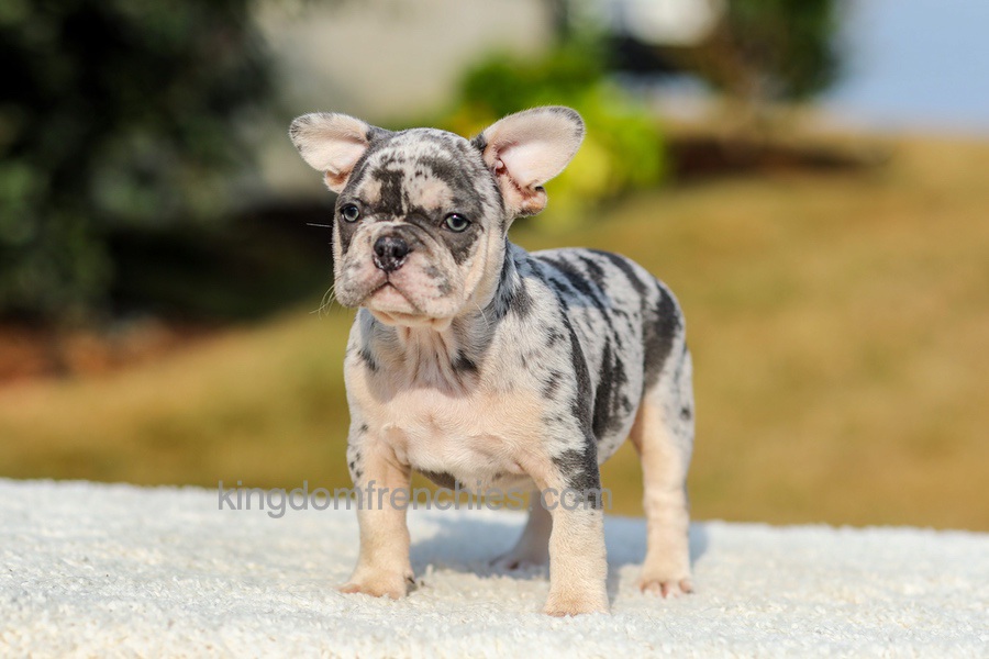 Ike - Blue Merle Image of Ike - Blue Merle, a French Bulldog puppy