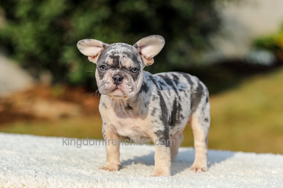 Ike - Blue Merle Image of Ike - Blue Merle, a French Bulldog puppy