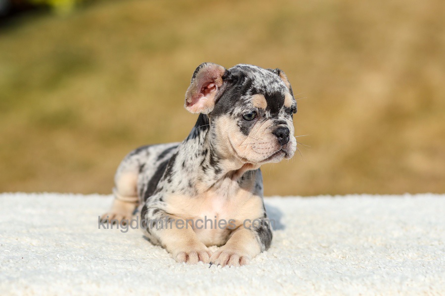 Irving - Blue Merle Image of Irving - Blue Merle, a French Bulldog puppy