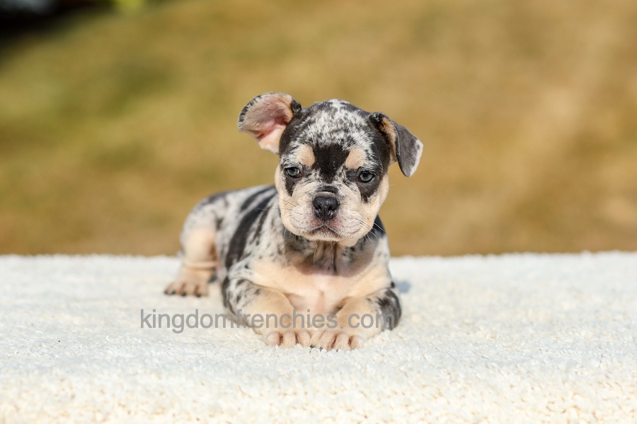 Irving - Blue Merle Image of Irving - Blue Merle, a French Bulldog puppy
