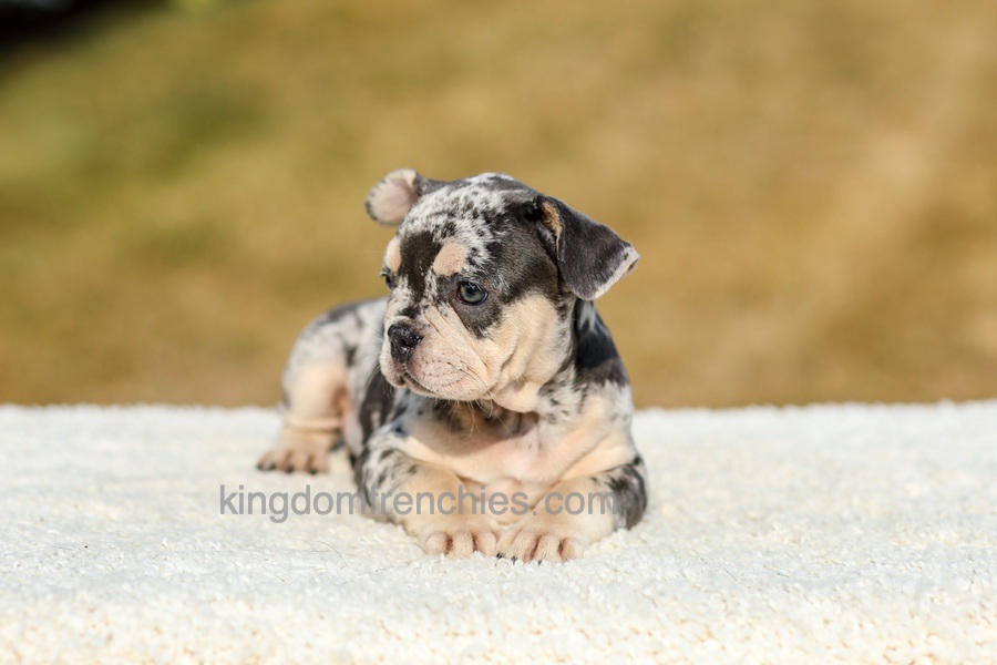 Irving - Blue Merle Image of Irving - Blue Merle, a French Bulldog puppy