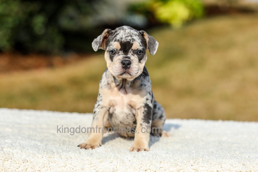Irving - Blue Merle Image of Irving - Blue Merle, a French Bulldog puppy