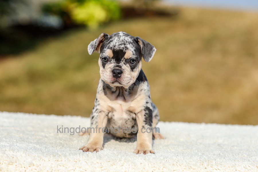 Irving - Blue Merle Image of Irving - Blue Merle, a French Bulldog puppy