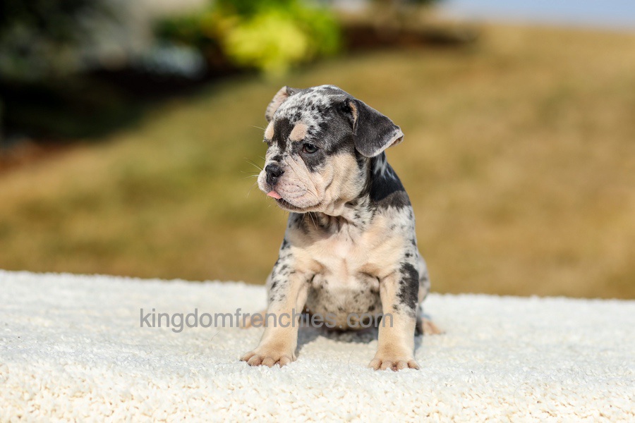 Irving - Blue Merle Image of Irving - Blue Merle, a French Bulldog puppy
