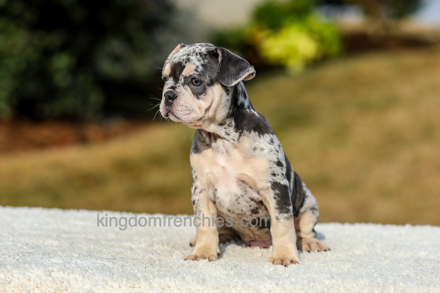 Irving - Blue Merle Image of Irving - Blue Merle, a French Bulldog puppy