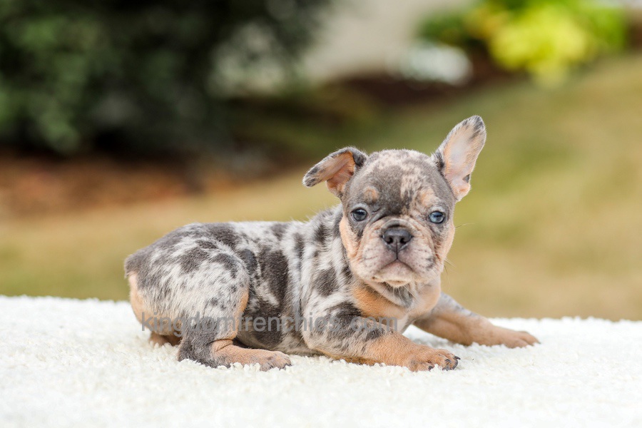 Mason - Blue & Tan Merle Image of Mason - Blue & Tan Merle, a French Bulldog puppy