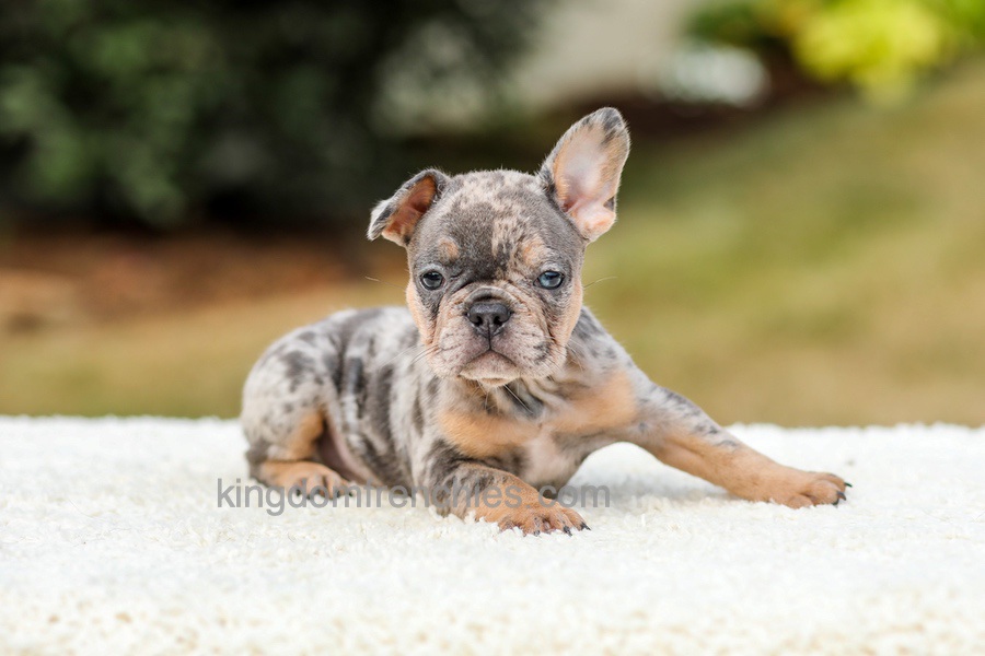 Mason - Blue & Tan Merle Image of Mason - Blue & Tan Merle, a French Bulldog puppy