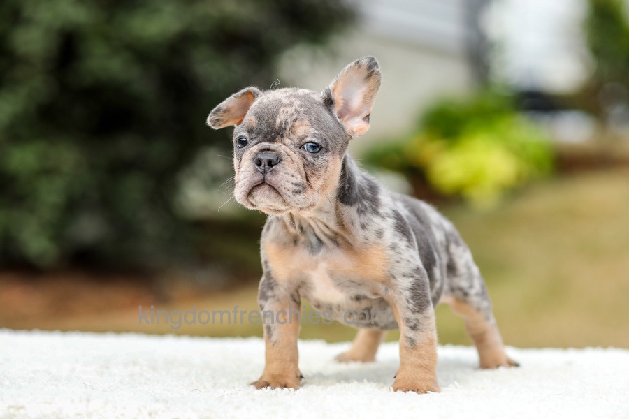 Mason - Blue & Tan Merle Image of Mason - Blue & Tan Merle, a French Bulldog puppy