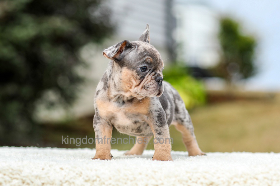 Mason - Blue & Tan Merle Image of Mason - Blue & Tan Merle, a French Bulldog puppy