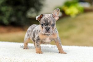 Image of Mason - Blue & Tan Merle, a French Bulldog puppy