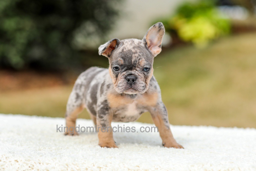 Mason - Blue & Tan Merle Image of Mason - Blue & Tan Merle, a French Bulldog puppy