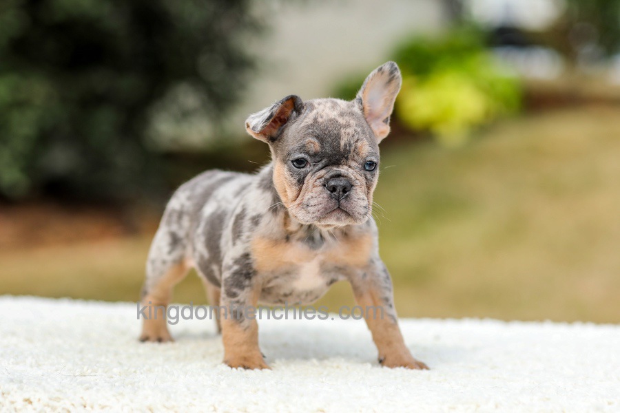 Mason - Blue & Tan Merle Image of Mason - Blue & Tan Merle, a French Bulldog puppy