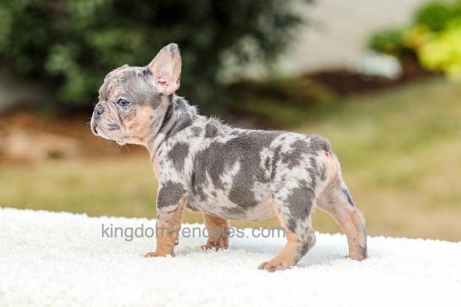 Mason - Blue & Tan Merle Image of Mason - Blue & Tan Merle, a French Bulldog puppy