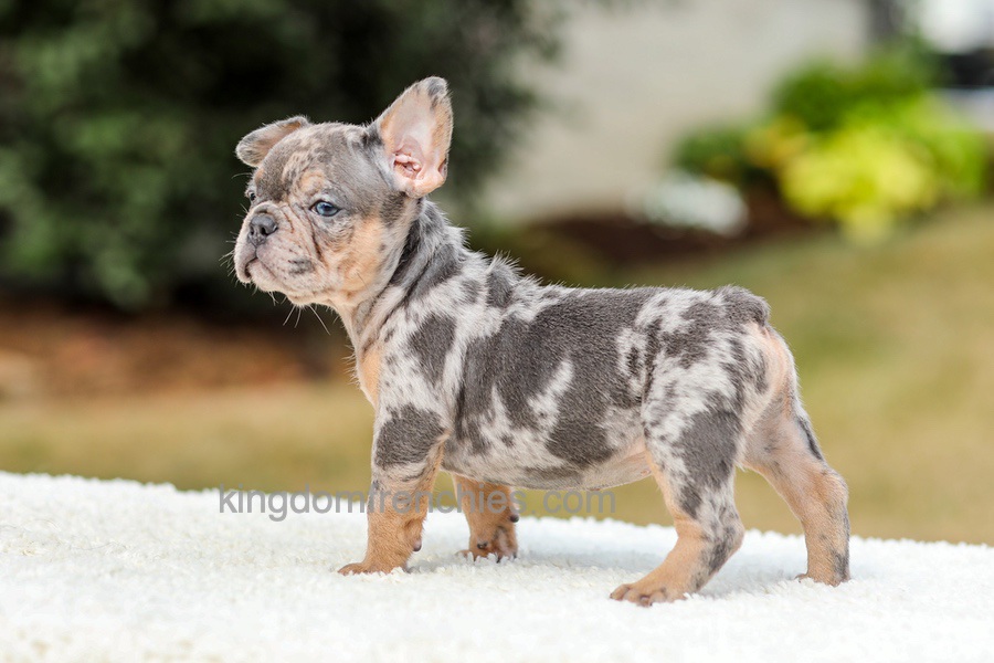 Mason - Blue & Tan Merle Image of Mason - Blue & Tan Merle, a French Bulldog puppy