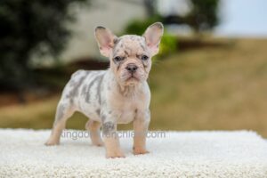 Image of Master - Lilac & Tan Merle, a French Bulldog puppy