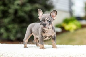 Image of Miles - Blue & Tan Merle, a French Bulldog puppy