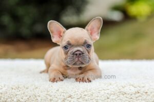 Image of Nash - Fawn, a French Bulldog puppy