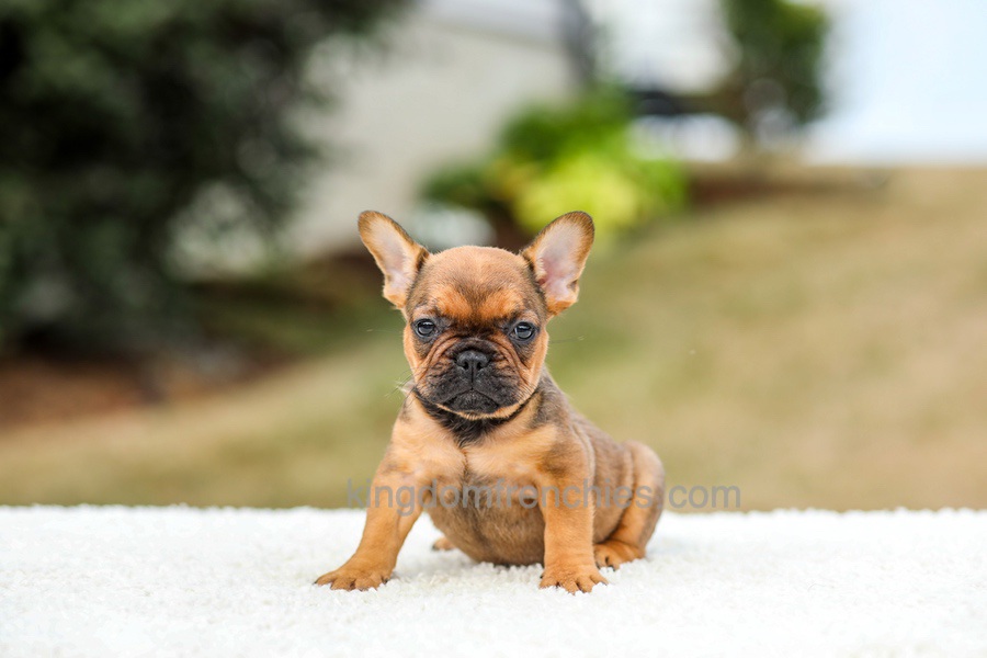 Nico - Red Fawn/Sable Image of Nico - Red Fawn/Sable, a French Bulldog puppy