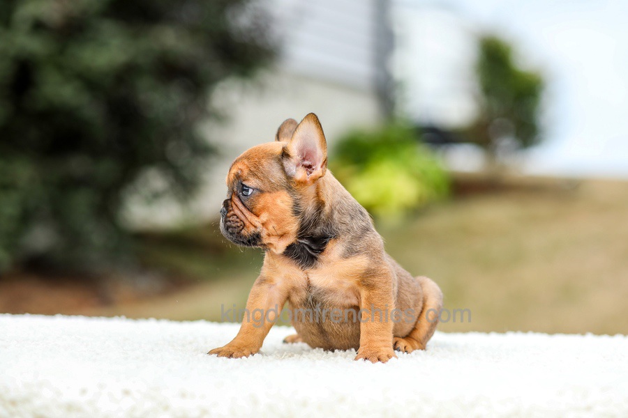 Nico - Red Fawn/Sable Image of Nico - Red Fawn/Sable, a French Bulldog puppy