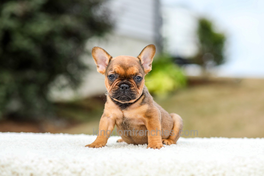 Nico - Red Fawn/Sable Image of Nico - Red Fawn/Sable, a French Bulldog puppy