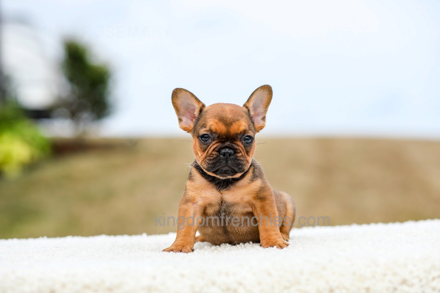 Nico - Red Fawn/Sable Image of Nico - Red Fawn/Sable, a French Bulldog puppy