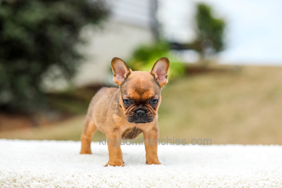 Nico - Red Fawn/Sable Image of Nico - Red Fawn/Sable, a French Bulldog puppy