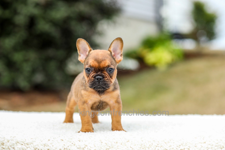 Nico - Red Fawn/Sable Image of Nico - Red Fawn/Sable, a French Bulldog puppy