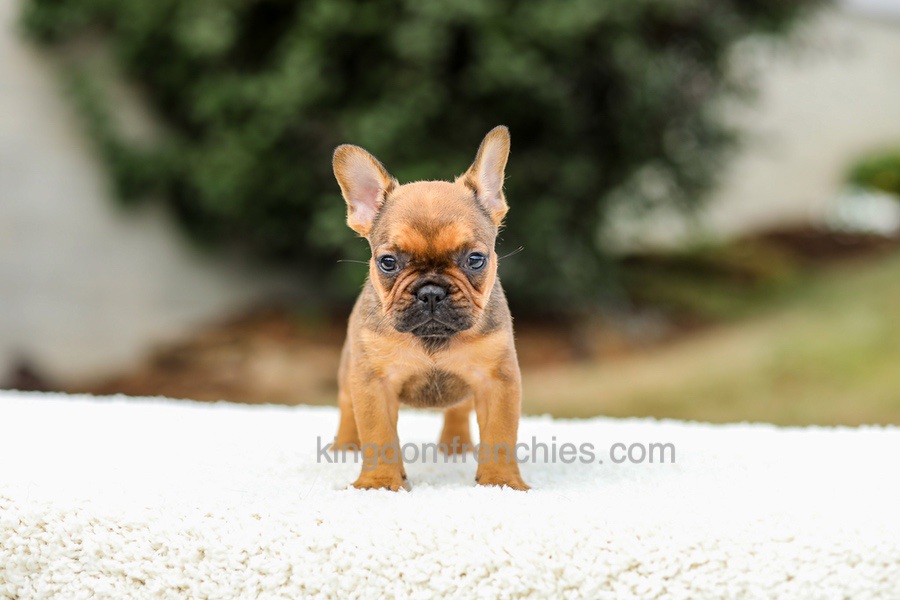 Nico - Red Fawn/Sable Image of Nico - Red Fawn/Sable, a French Bulldog puppy