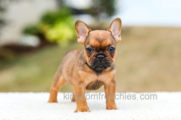 Nico - Red Fawn/Sable Image of Nico - Red Fawn/Sable, a French Bulldog puppy