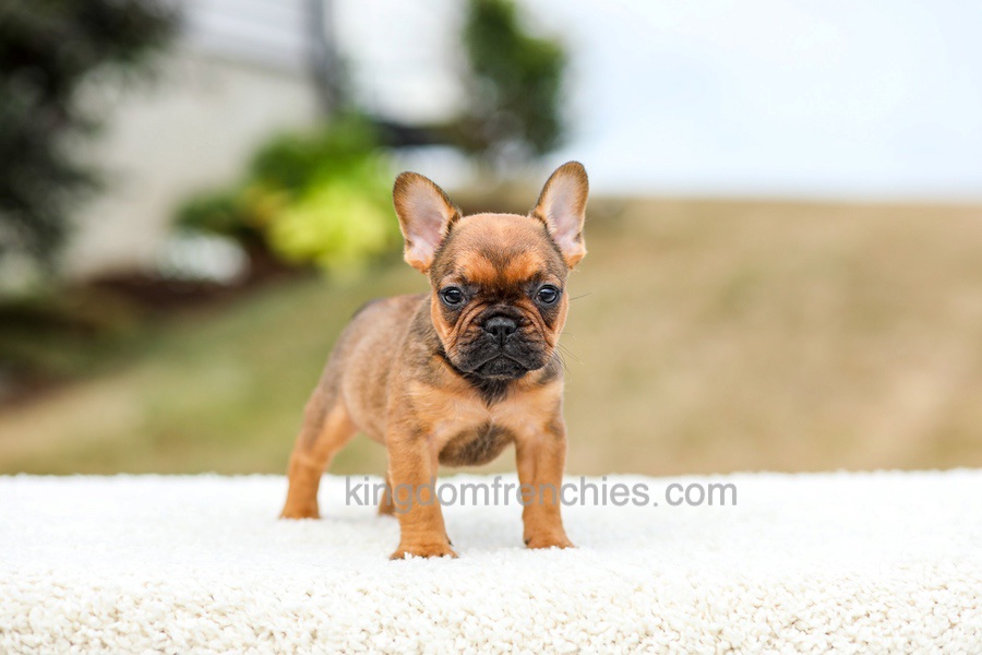 Nico - Red Fawn/Sable Image of Nico - Red Fawn/Sable, a French Bulldog puppy