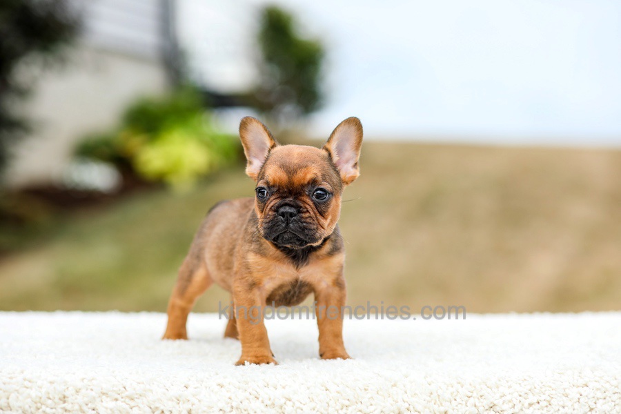 Nico - Red Fawn/Sable Image of Nico - Red Fawn/Sable, a French Bulldog puppy
