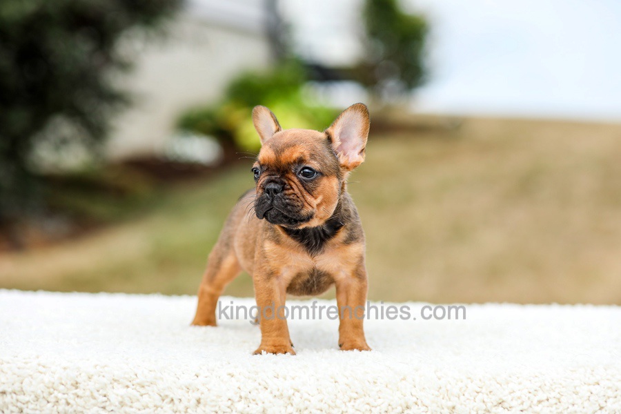 Nico - Red Fawn/Sable Image of Nico - Red Fawn/Sable, a French Bulldog puppy