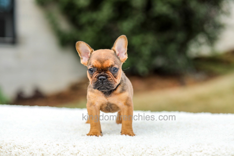 Nico - Red Fawn/Sable Image of Nico - Red Fawn/Sable, a French Bulldog puppy