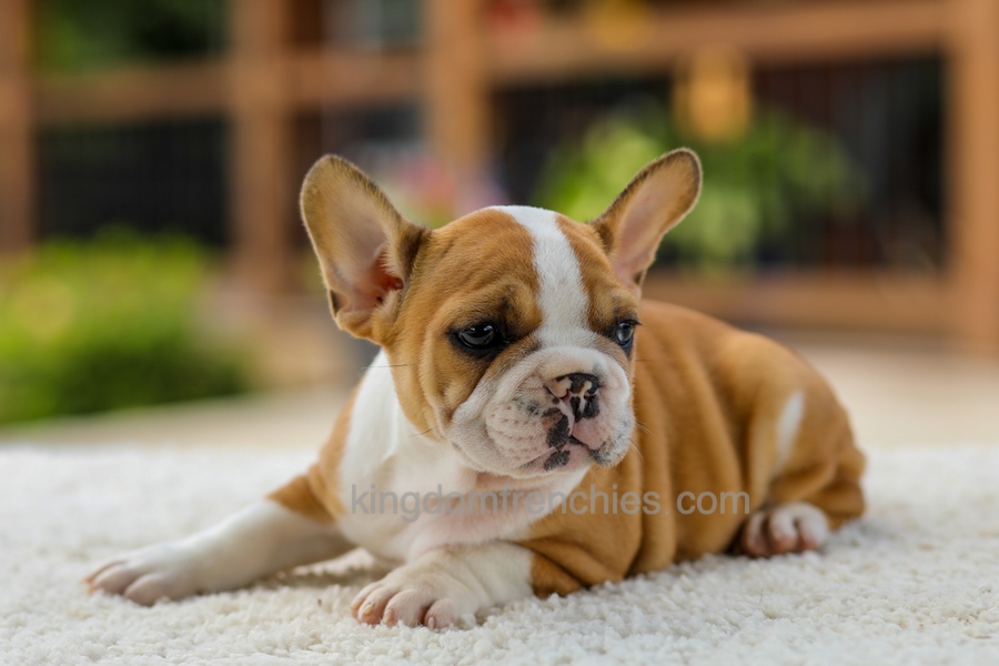 Oasis - Fawn/White Image of Oasis - Fawn/White, a French Bulldog puppy