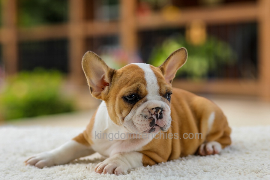 Oasis - Fawn/White Image of Oasis - Fawn/White, a French Bulldog puppy